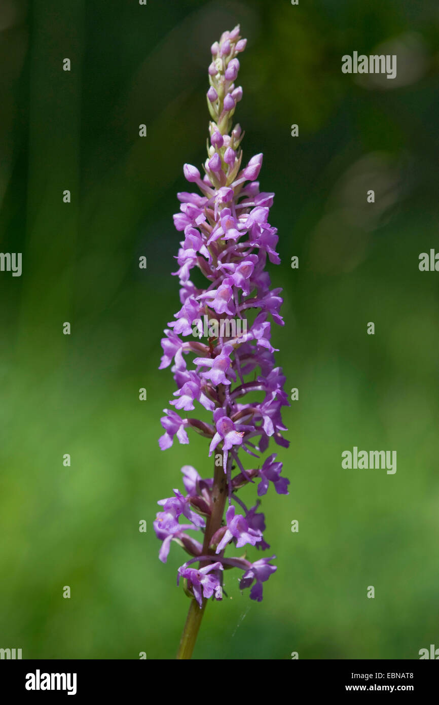 Fragranti orchidea (Gymnadenia conopsea), infiorescenza, Svizzera Foto Stock