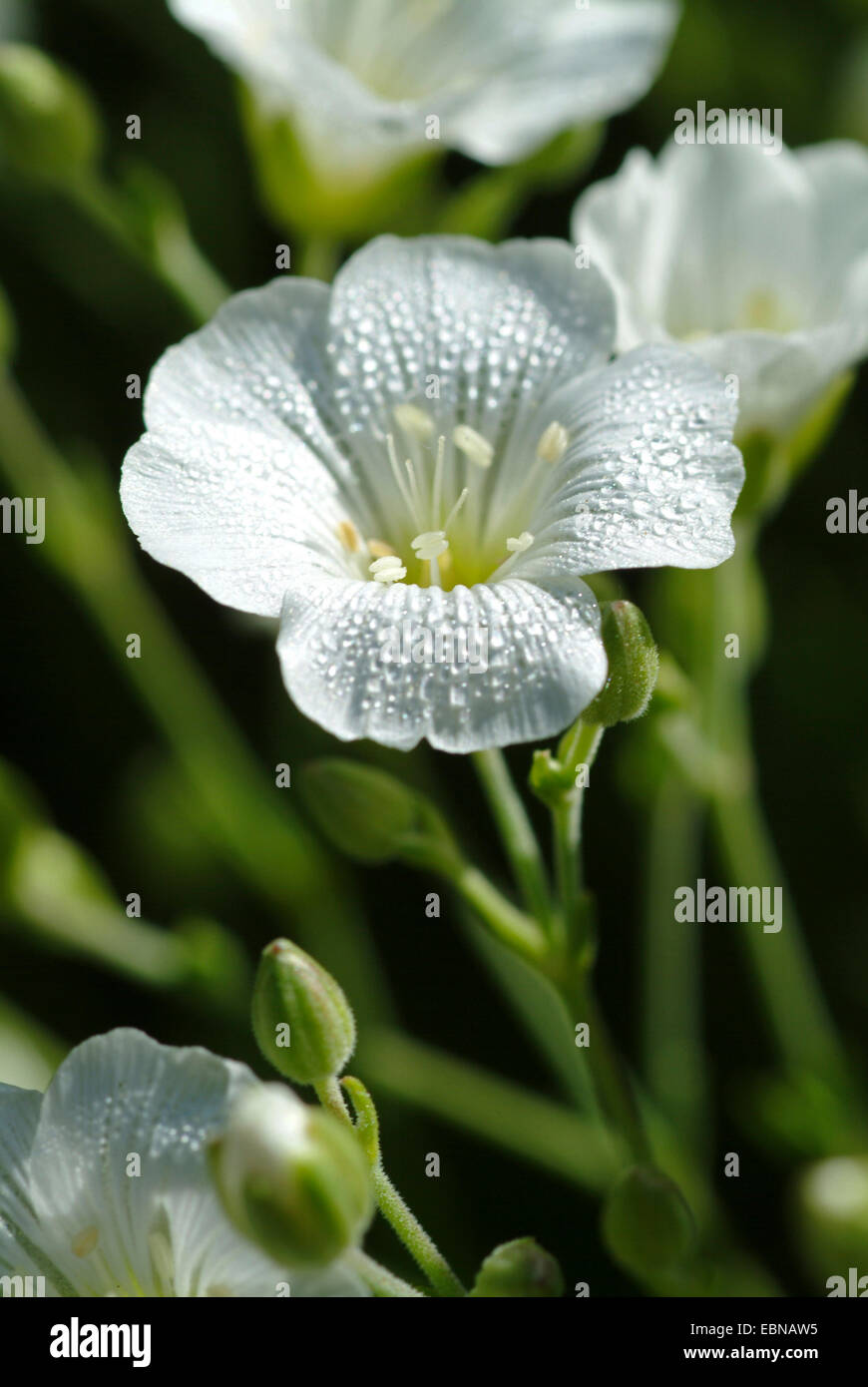 Il larice lasciato (Sandwort Minuartia laricifolia), fiore Foto Stock