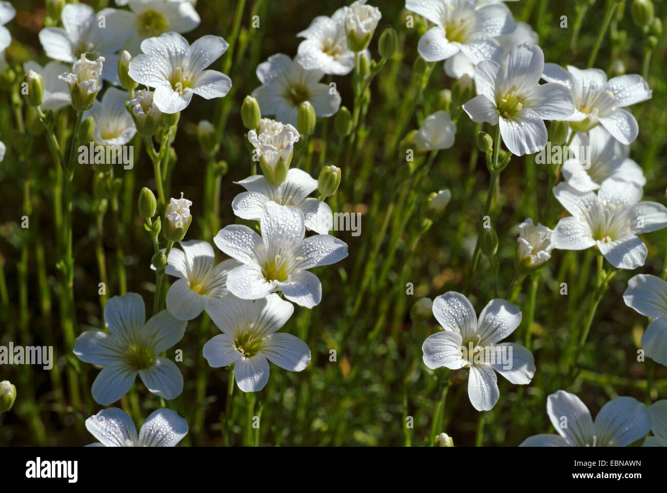 Il larice lasciato (Sandwort Minuartia laricifolia), fioritura Foto Stock