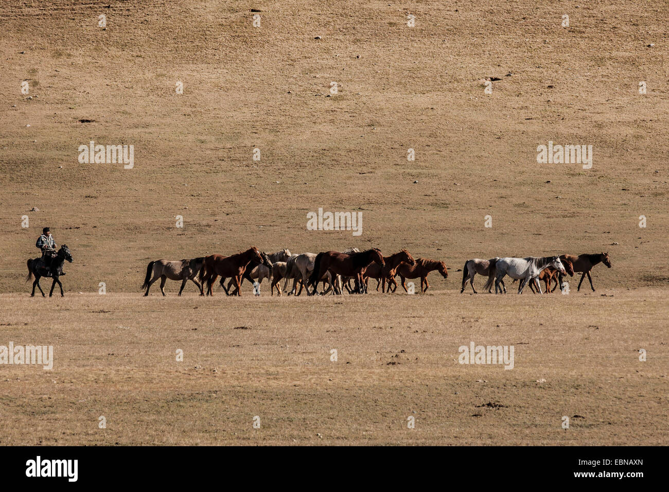 Allevamento di cavalli e di pastore nella steppa, Kirghizistan, Djalalabad, Taskoemuer Foto Stock