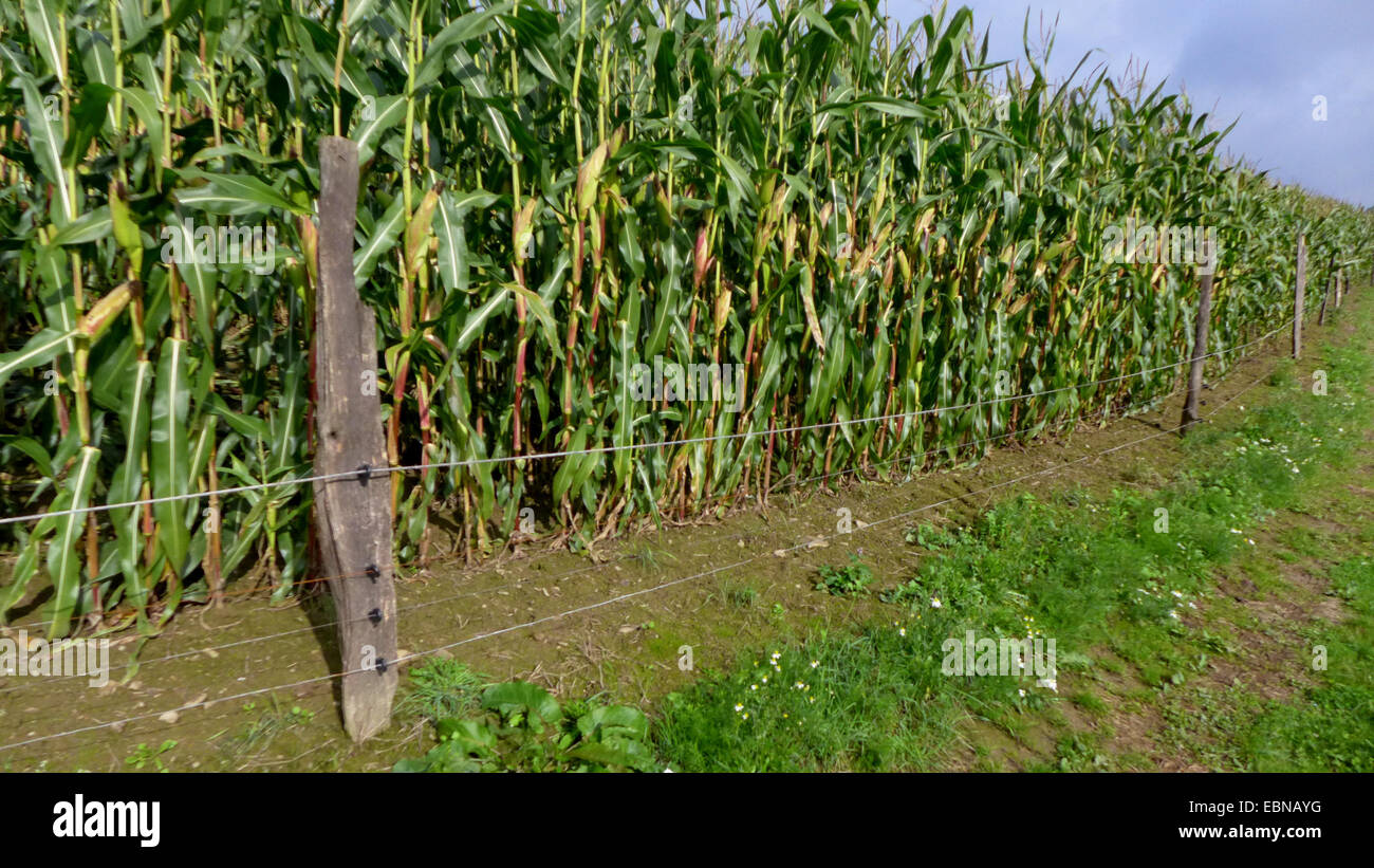 Recintato campo di mais contro i danni provocati dalla selvaggina, in Germania, in Renania settentrionale-Vestfalia, Sauerland Foto Stock