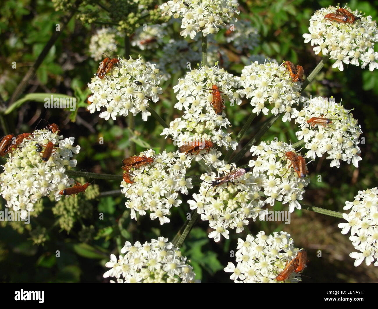 Scarabeo soldato rosso comune scarabeo succhiacchiante di sangue scarabeo bonking hogweed (Rhagonycha fulva), diverse coppie su dicots, Germania Foto Stock