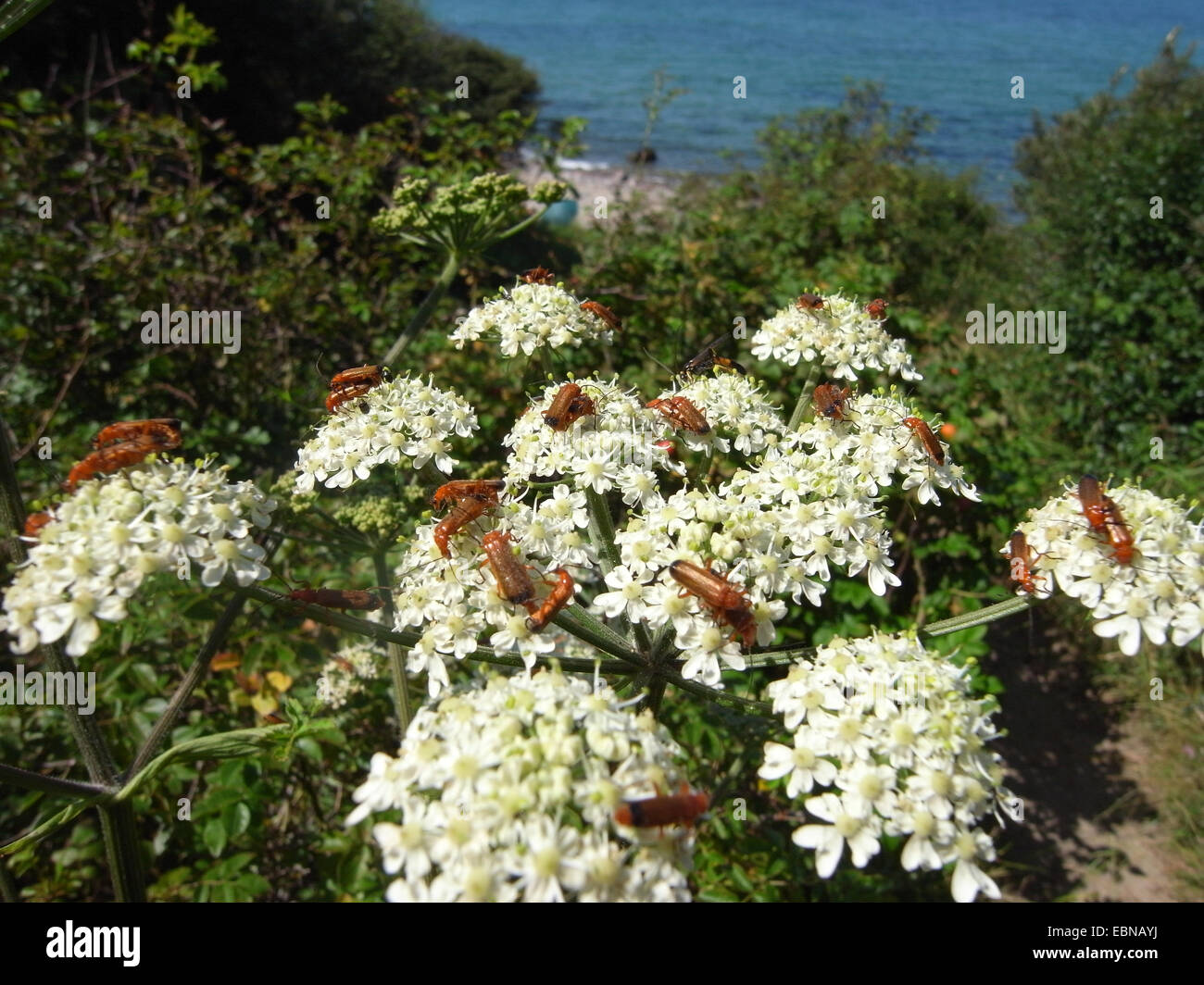 Scarabeo soldato rosso comune scarabeo succhiacchiante di sangue scarabeo bonking hogweed (Rhagonycha fulva), diverse coppie su dicots, Germania Foto Stock