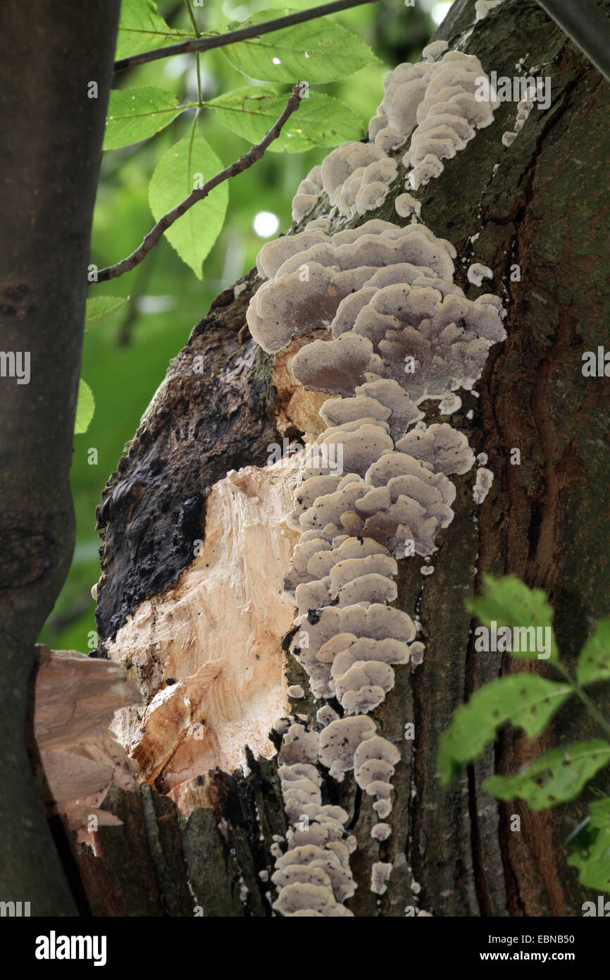 Cenere comune, Frassino Europeo (Fraxinus excelsior), frangivento di una filiale di grandi dimensioni con funghi, deustchla Foto Stock