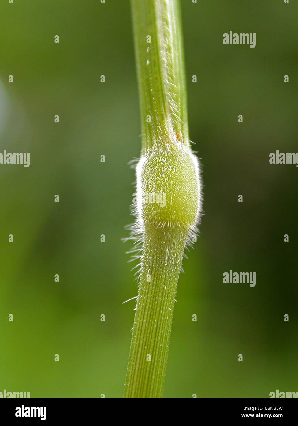 Tor-erba (Brachypodium pinnatum), nodo, Germania Foto Stock