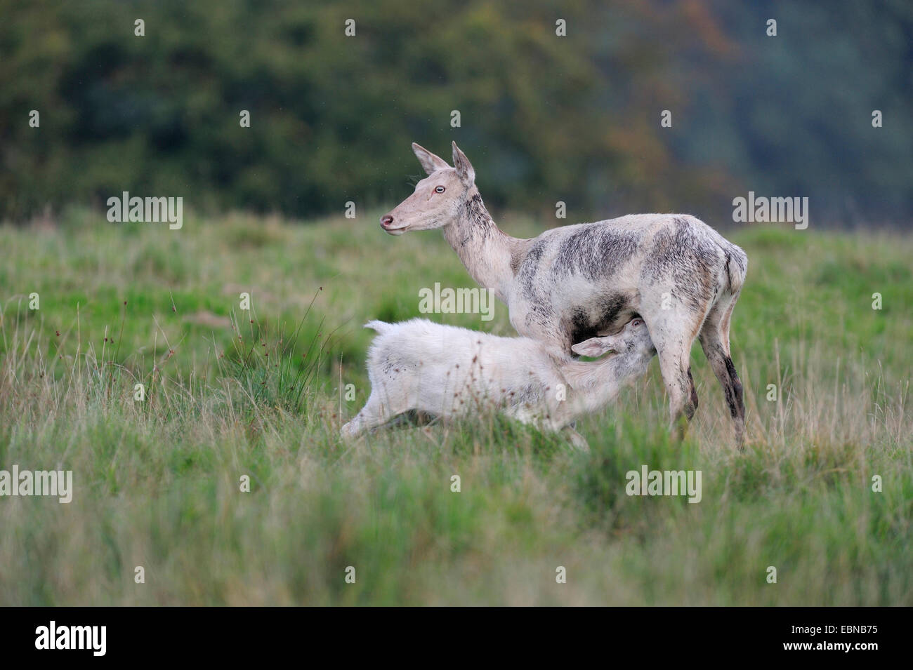 Il cervo (Cervus elaphus), il lattante fulvo, white morph, Danimarca Foto Stock