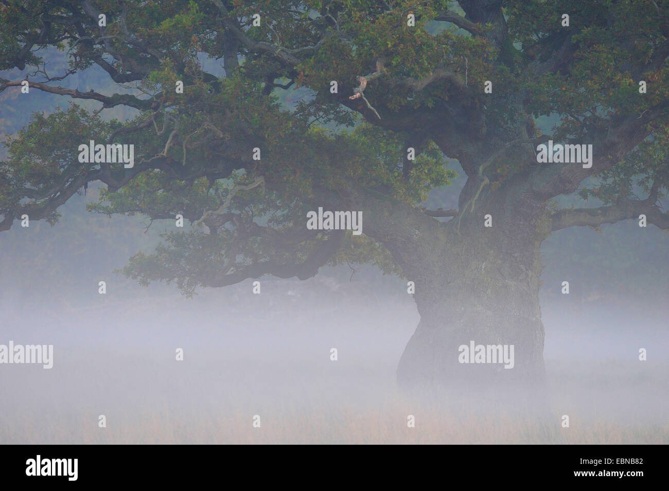 Comune di Quercia farnia, farnia (Quercus robur), mistico misty umore con diverse centinaia di anni vecchia quercia, Danimarca Foto Stock