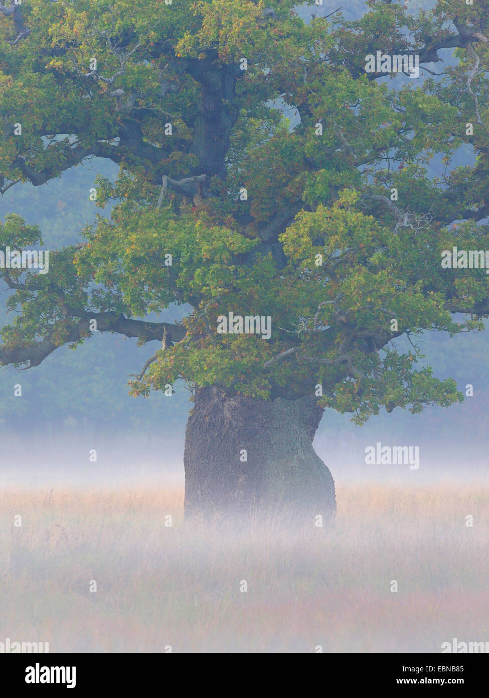 Comune di Quercia farnia, farnia (Quercus robur), mistico misty umore con un hunders diversi anni vecchia quercia, Danimarca Foto Stock