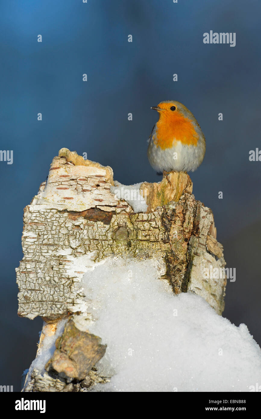 Unione robin (Erithacus rubecula), sul moncone di betulla con la neve in inverno, GERMANIA Baden-Wuerttemberg Foto Stock