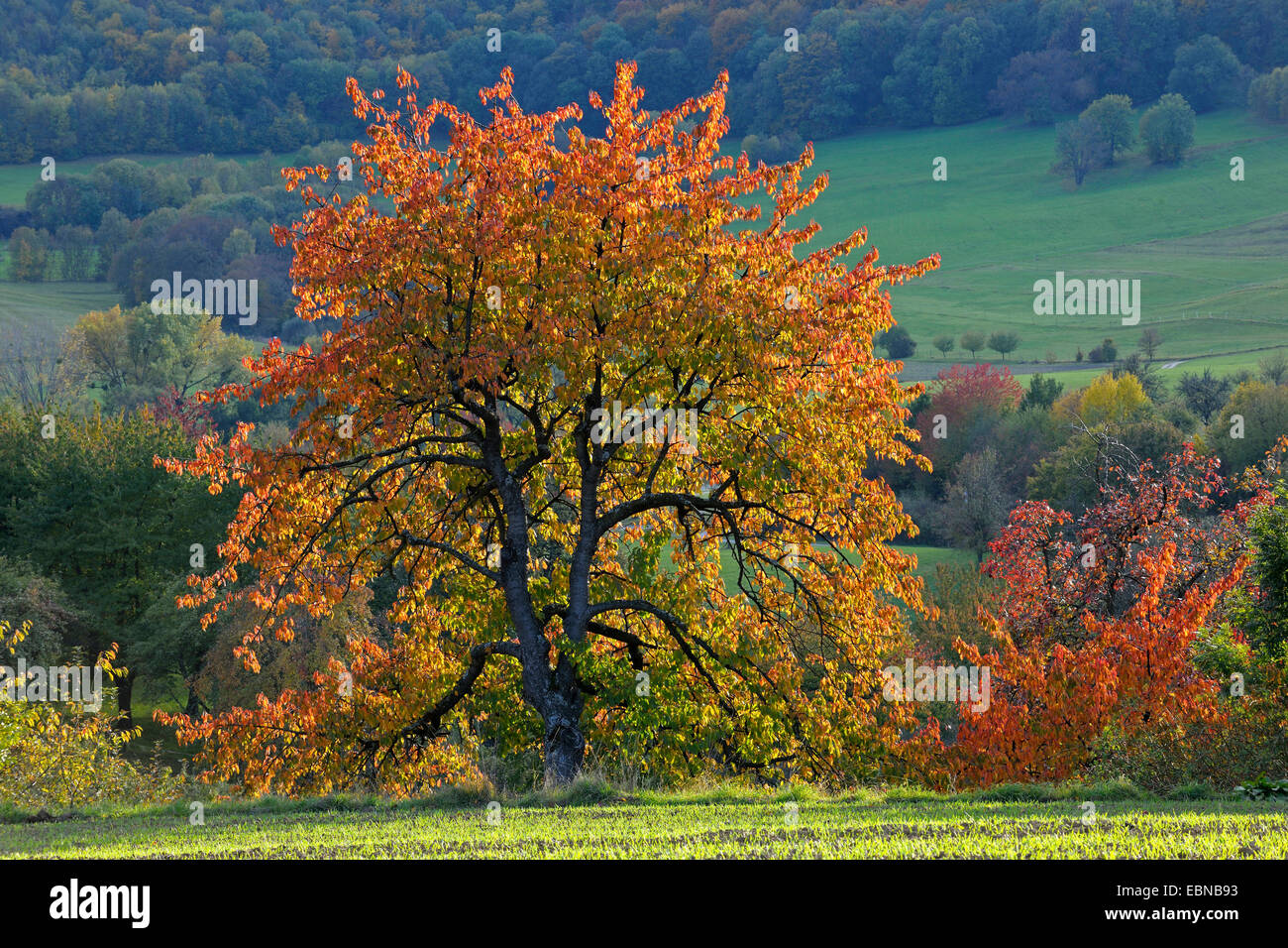 Albero da frutta prato in autunno alla riserva della biosfera Schwaebische Alb, Germania Baden-Wuerttemberg Foto Stock