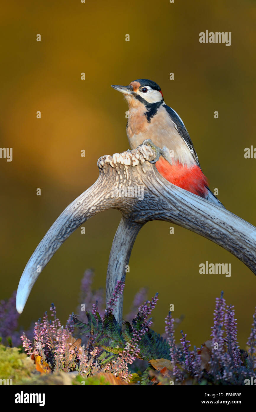 Picchio rosso maggiore (Picoides major, Dendrocopos major), in autunno su insoliti lookout, versato dalle corna di un cervo, GERMANIA Baden-Wuerttemberg Foto Stock