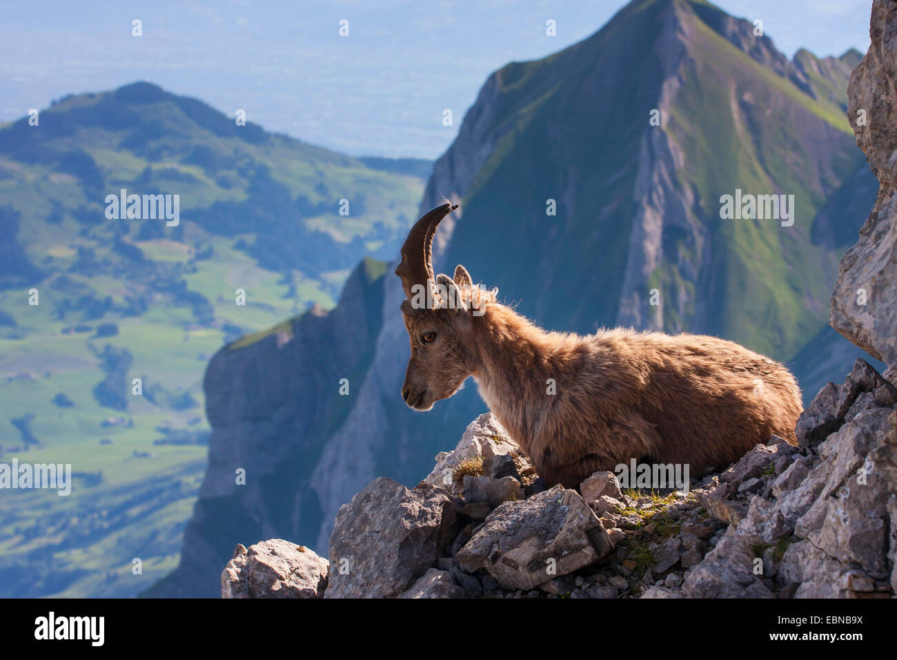 Stambecco delle Alpi (Capra ibex, Capra ibex ibex), giovani ibex giacenti su uno sperone roccioso, Svizzera, Alpstein, Saentis Foto Stock