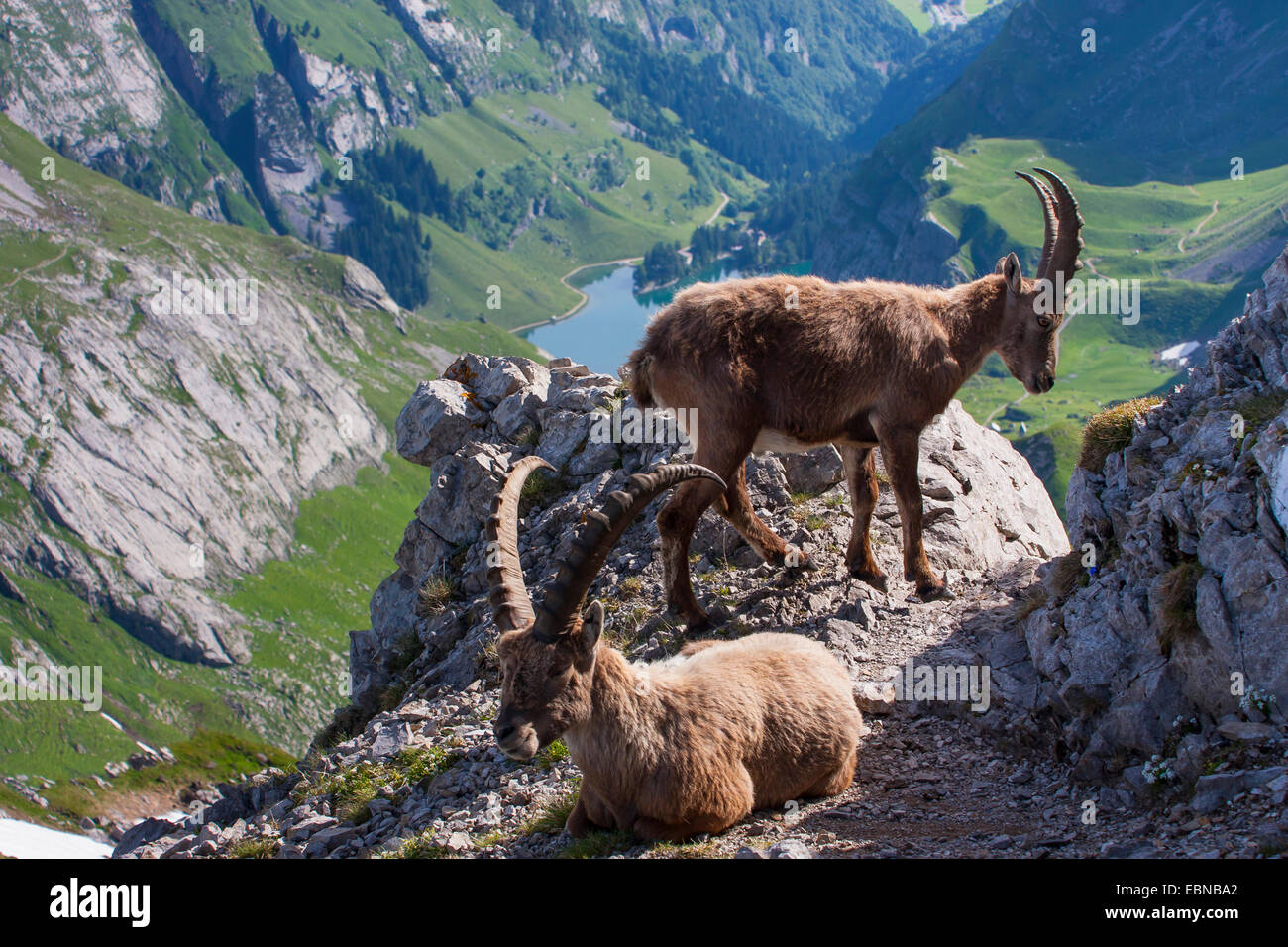 Stambecco delle Alpi (Capra ibex, Capra ibex ibex), Due stambecchi giacenti su uno sperone roccioso, Alp lago sullo sfondo, Svizzera, Alpstein, Saentis Foto Stock