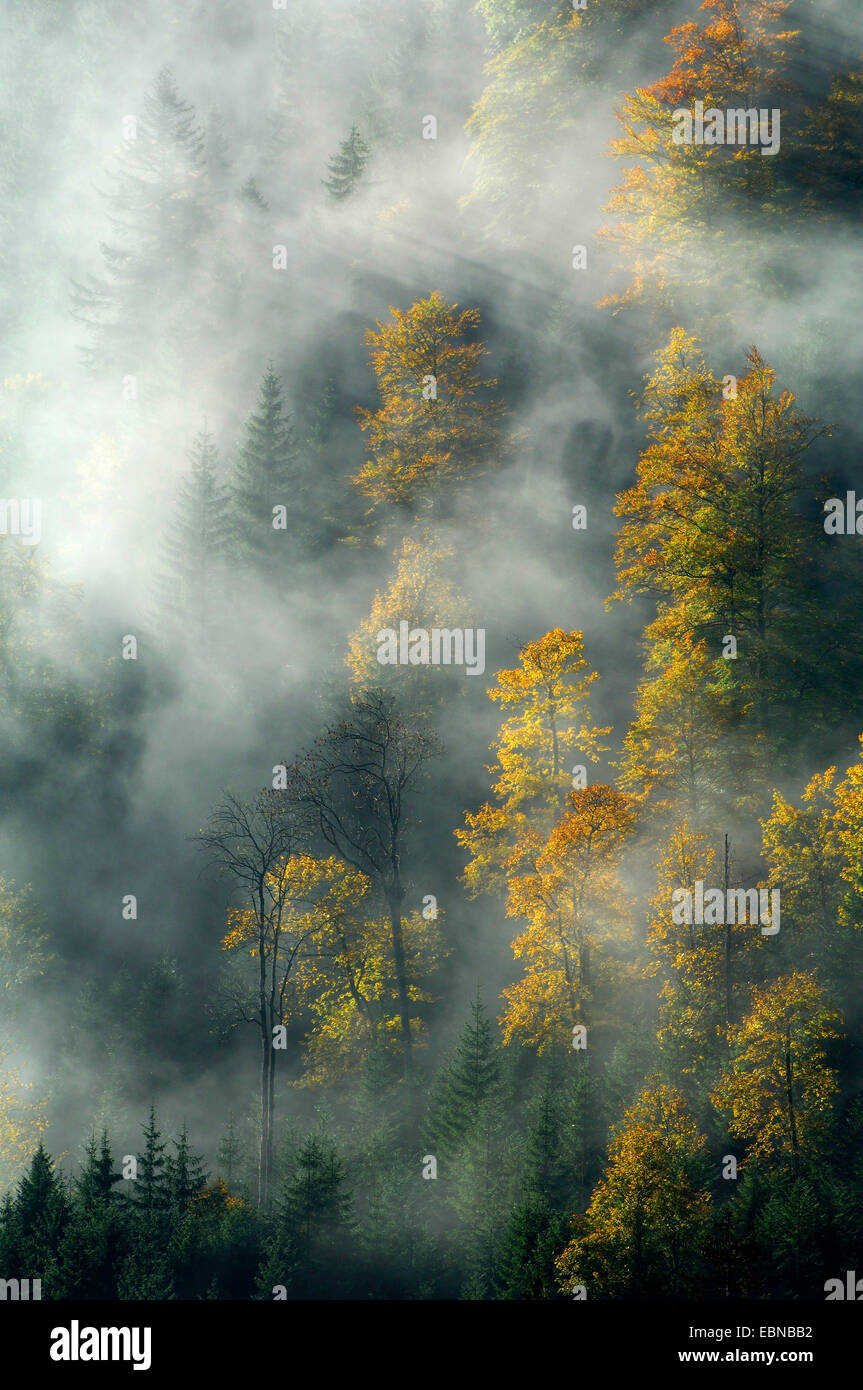 Autunno umore con nebbia, in Germania, in Baviera, montagne Karwendel, Grosser Ahornboden Foto Stock