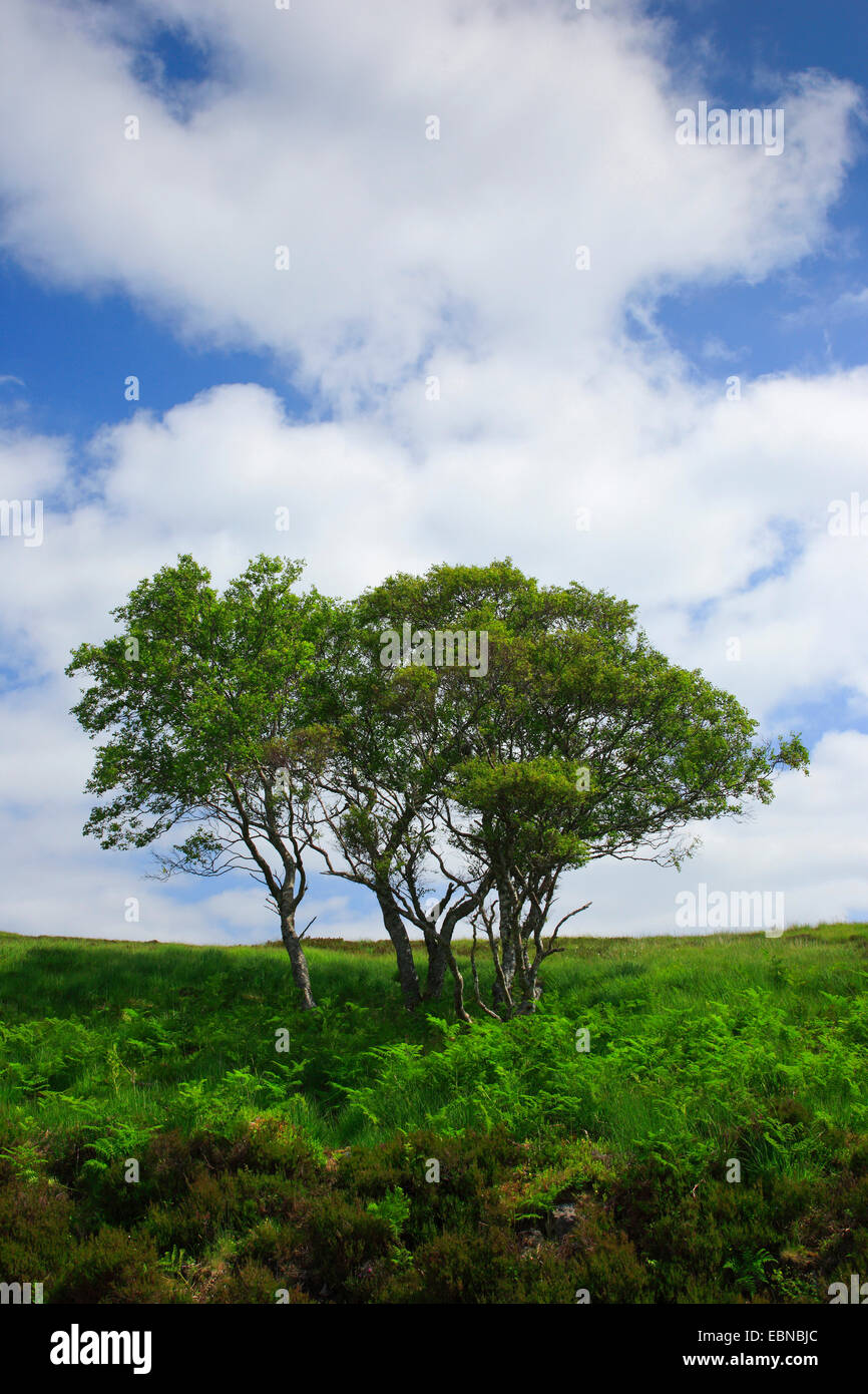 Gruppo di alberi a Highlands scozzesi, Regno Unito, Scozia Foto Stock