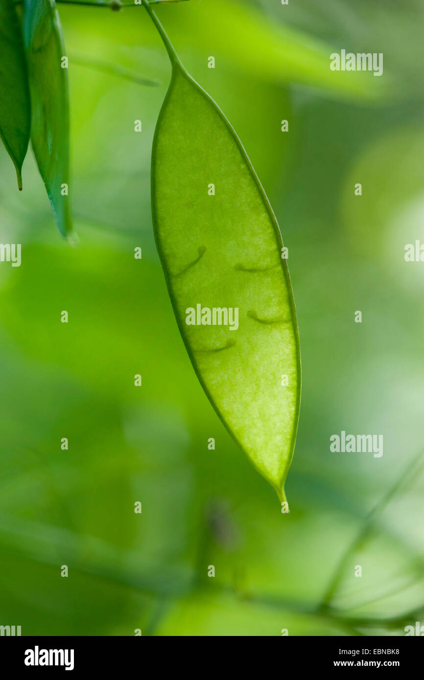 Perenne onestà (Lunaria rediviva), giovane frutta, Germania Foto Stock