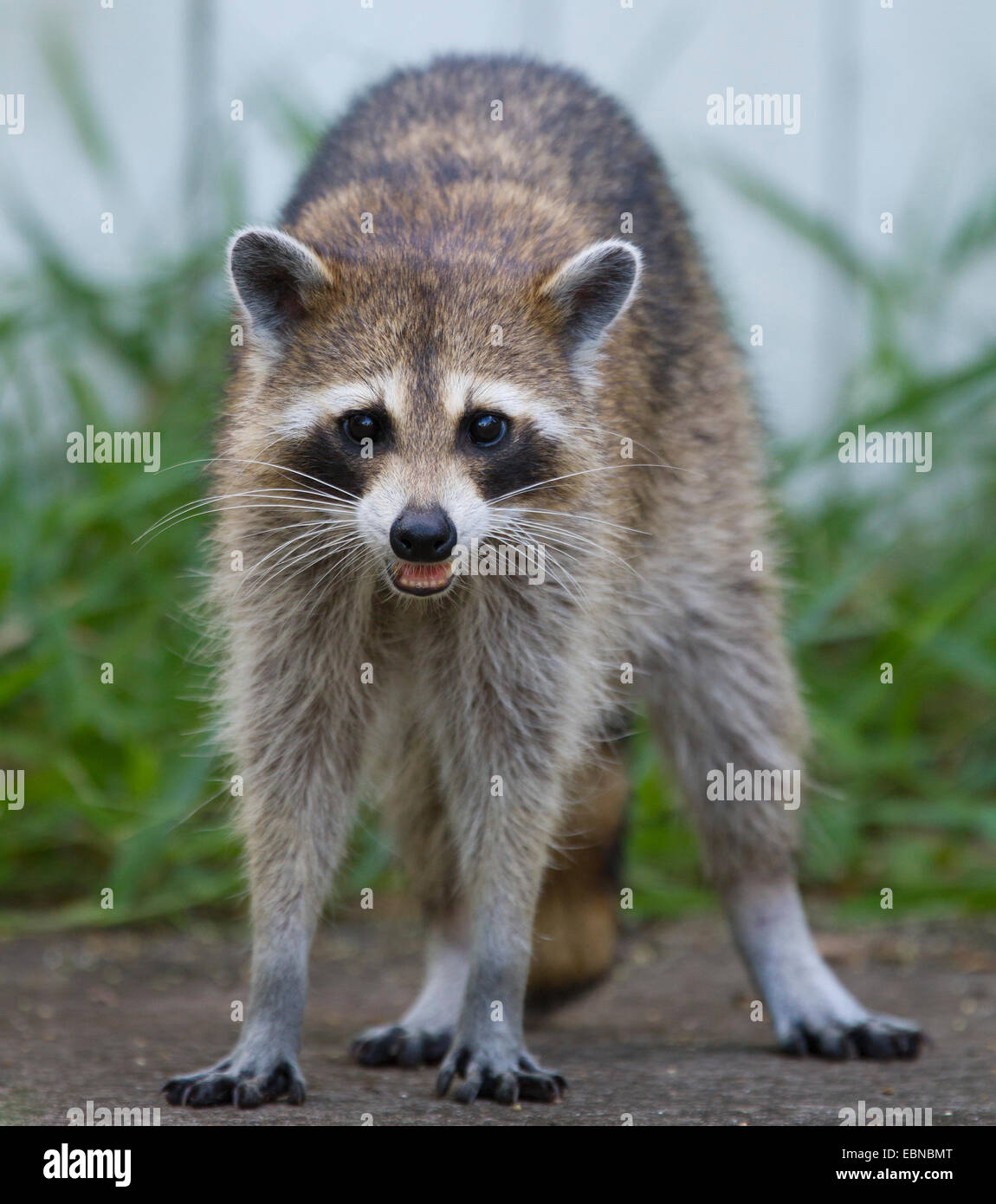 RACCOON (Procione lotor) femmina in un cortile, Fort Myers, Florida, Stati Uniti d'America. Foto Stock
