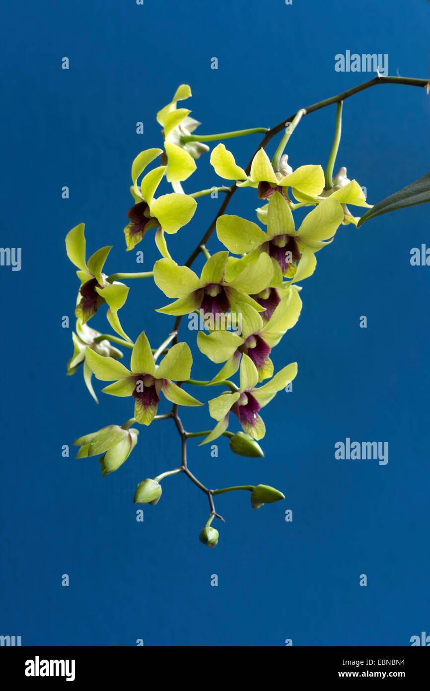 Infiorescenza di orchidee tropicali, in Germania, in Baviera Foto Stock