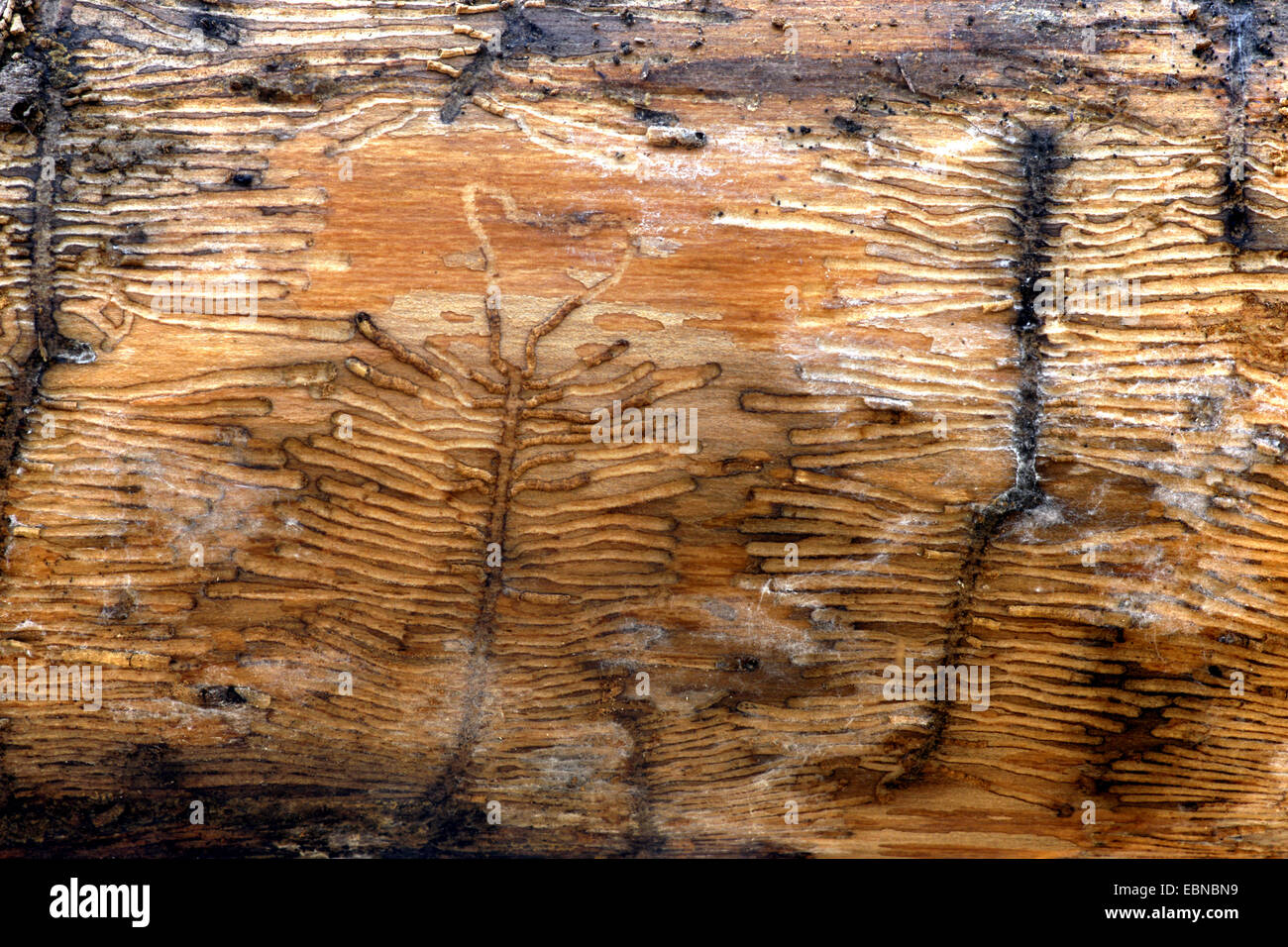 Gli Scolitidi Incisore Coleotteri Ambrosia Coleotteri Legname Coleotteri Scolytidae Ipidae Allevamento Burrows In Legno In Germania In Renania Settentrionale Vestfalia Bergisches Land Foto Stock Alamy