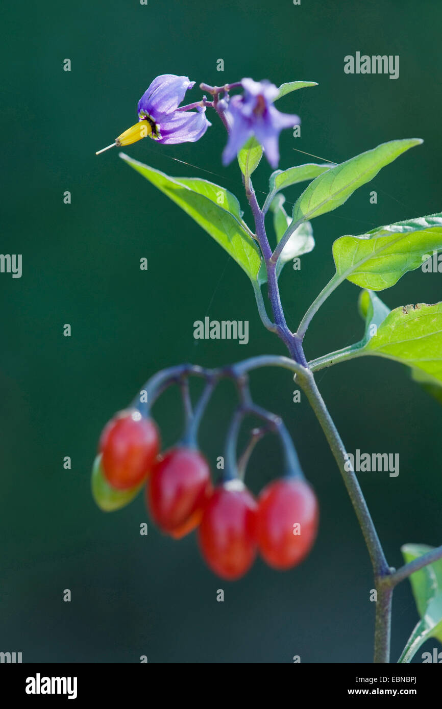 Bitter nightshade, amaro nightshade, woody nightshade, arrampicata nightshade (Solanum dulcamara), di fiori e di frutti, Germania Foto Stock
