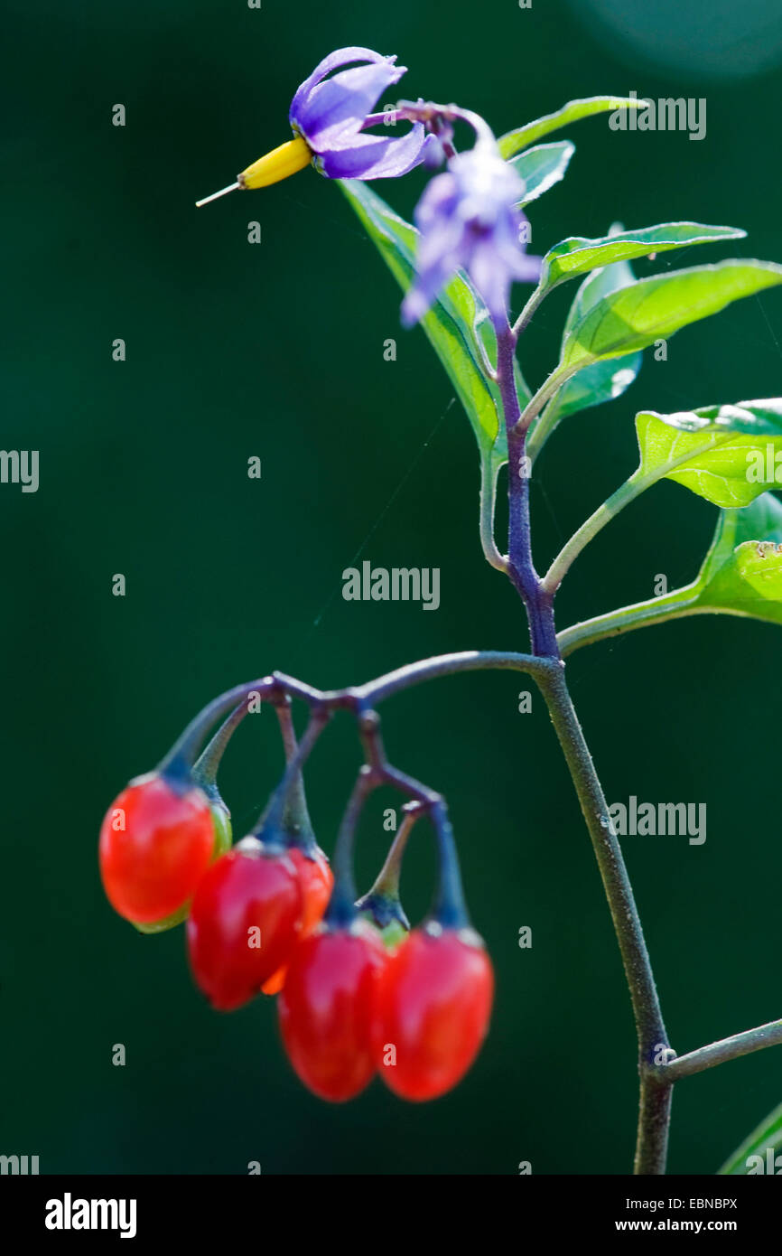 Bitter nightshade, amaro nightshade, woody nightshade, arrampicata nightshade (Solanum dulcamara), di fiori e di frutti, Germania Foto Stock