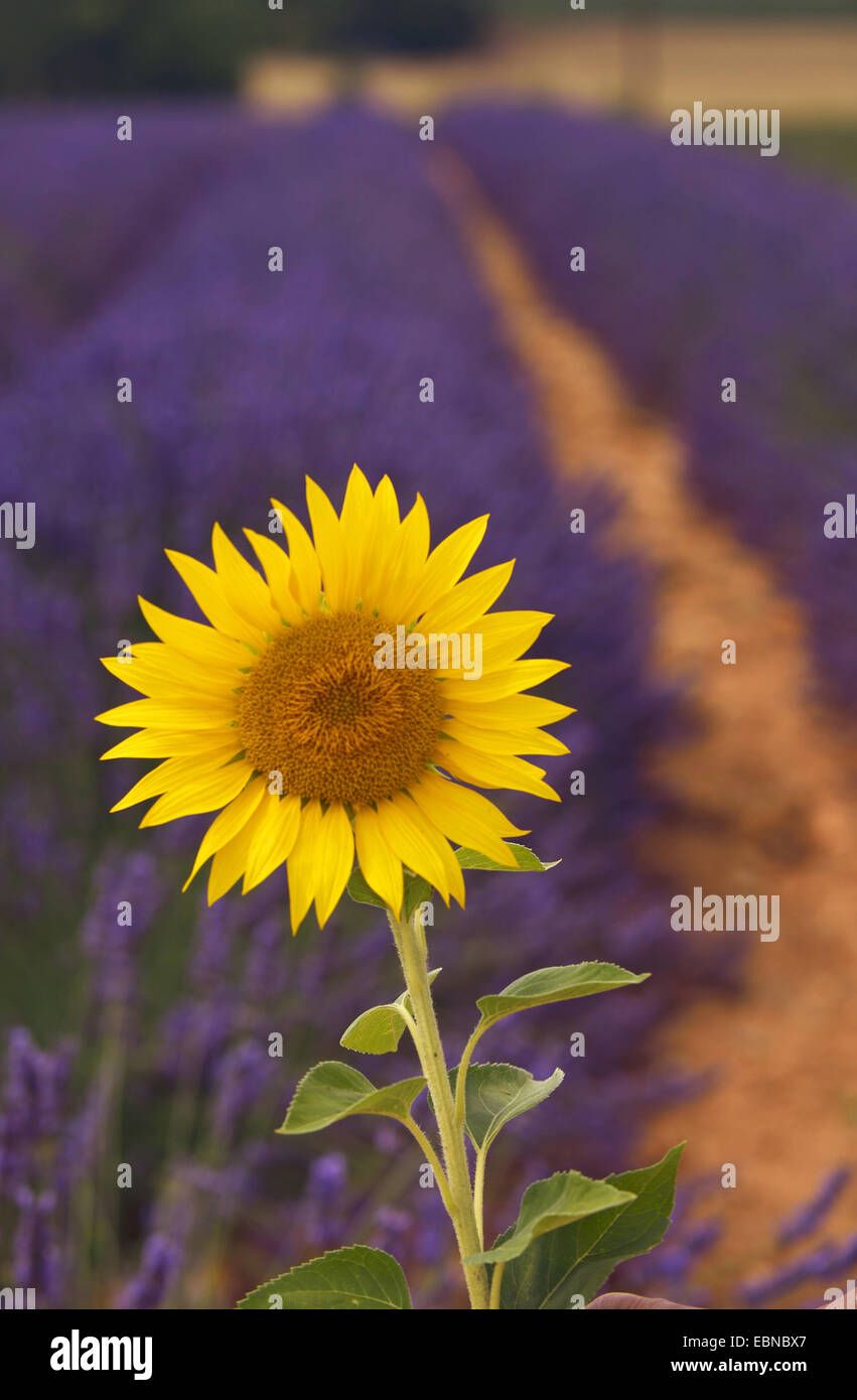 Comune di girasole (Helianthus annuus), girasole nella parte anteriore di un campo di lavanda , Francia, Provenza, Verdon, Valensole Foto Stock