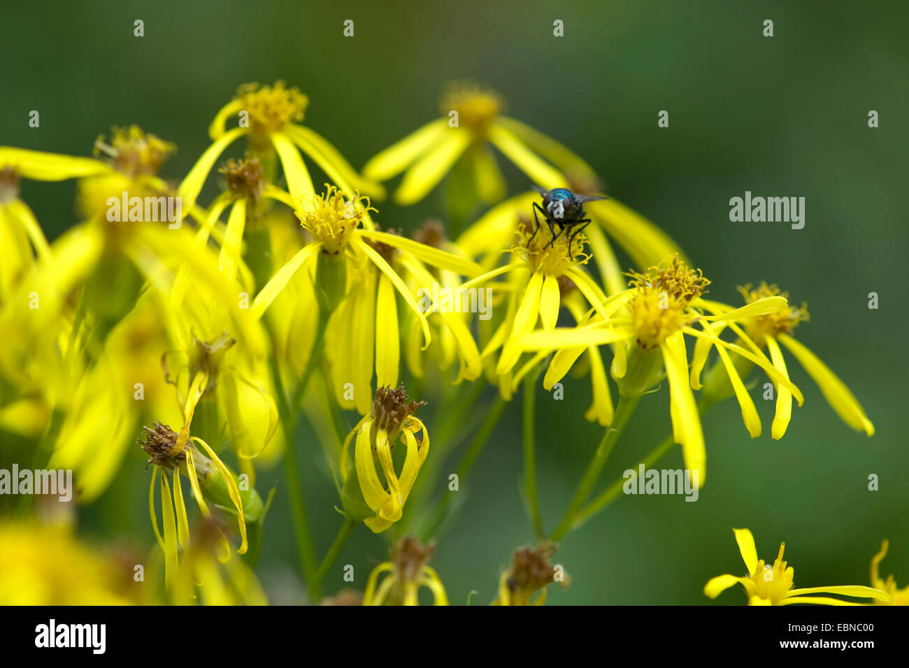 Legno alpino erba tossica (Senecio ovatus ssp. ovatus), fioritura, Germania Foto Stock