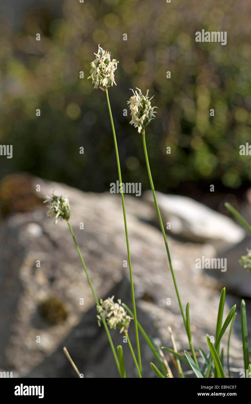 Moor erba (Sesleria albicans), fioritura, Germania Foto Stock