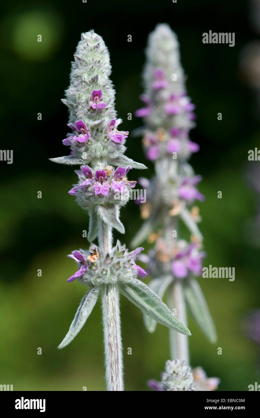 Di lana di agnello orecchio (Stachys byzantina), infiorescenze Foto Stock