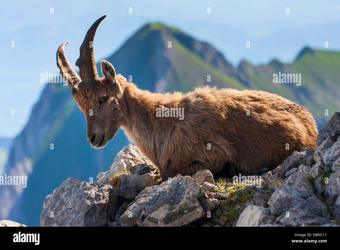 Stambecco delle Alpi (Capra ibex, Capra ibex ibex), giovani ibex giacenti su uno sperone roccioso, Svizzera, Alpstein, Saentis Foto Stock