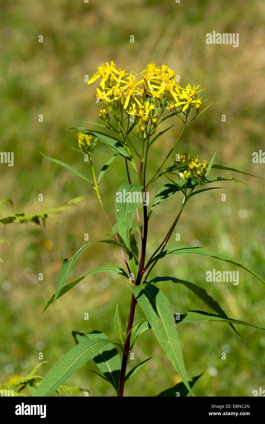 Legno alpino erba tossica (Senecio ovatus ssp. alpestris), fioritura, Svizzera Foto Stock