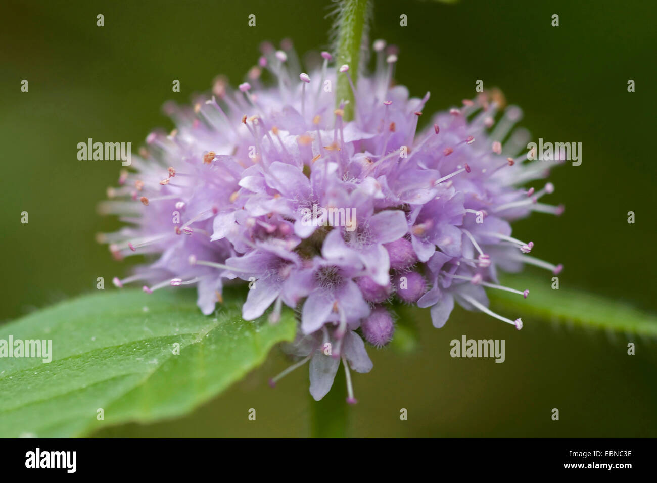 Brook di menta, menta canadese, Menta comune, mais Menta, mais Europeo di menta, menta di campo (Mentha arvense), whorl di fiori, Germania Foto Stock