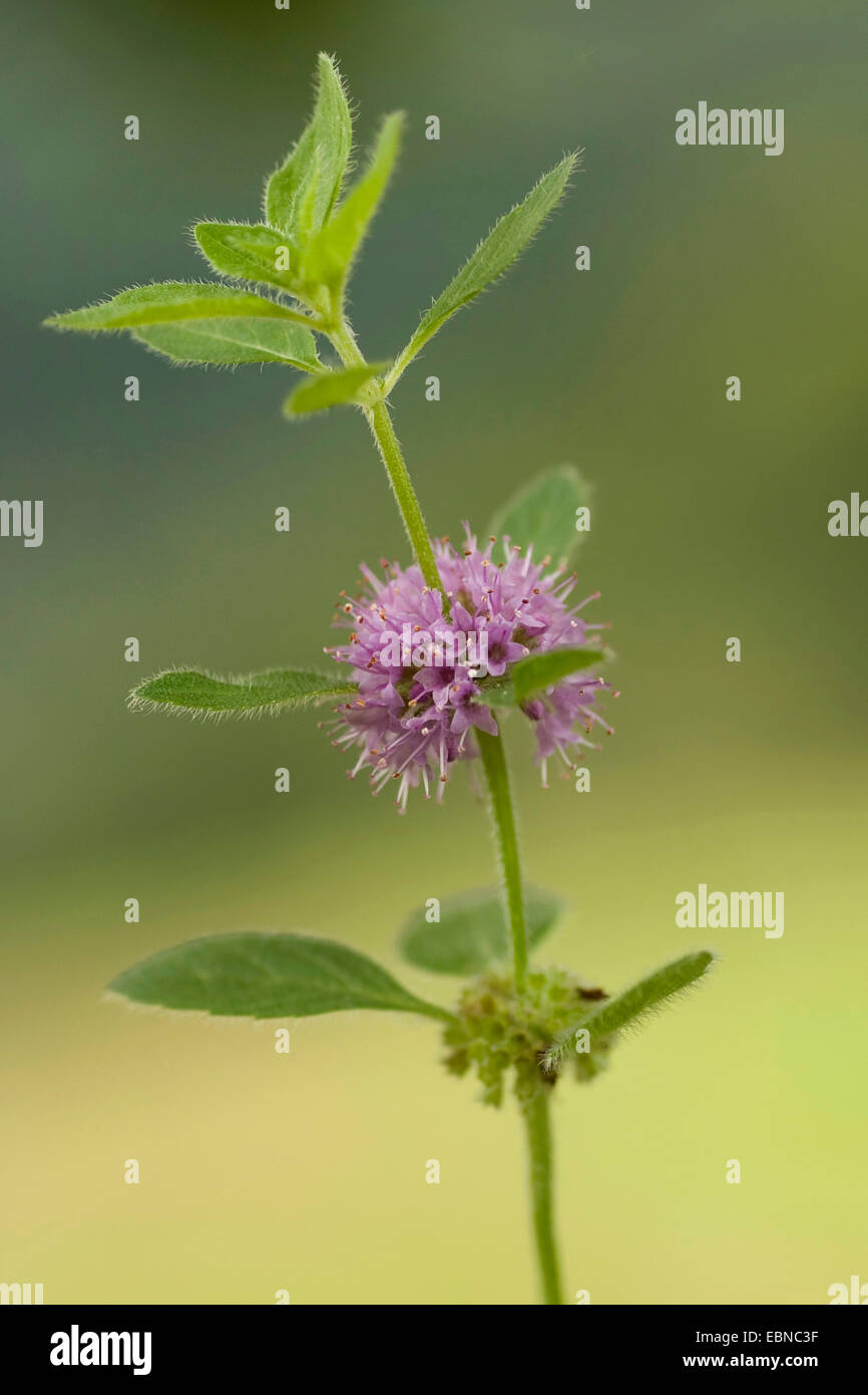 Brook di menta, menta canadese, Menta comune, mais Menta, mais Europeo di menta, menta di campo (Mentha arvense), whorl di fiori, Germania Foto Stock