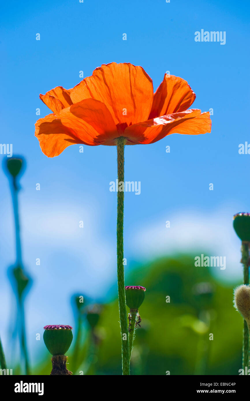 Iraniane di papavero (Papaver bracteatum), fiore in controluce Foto Stock