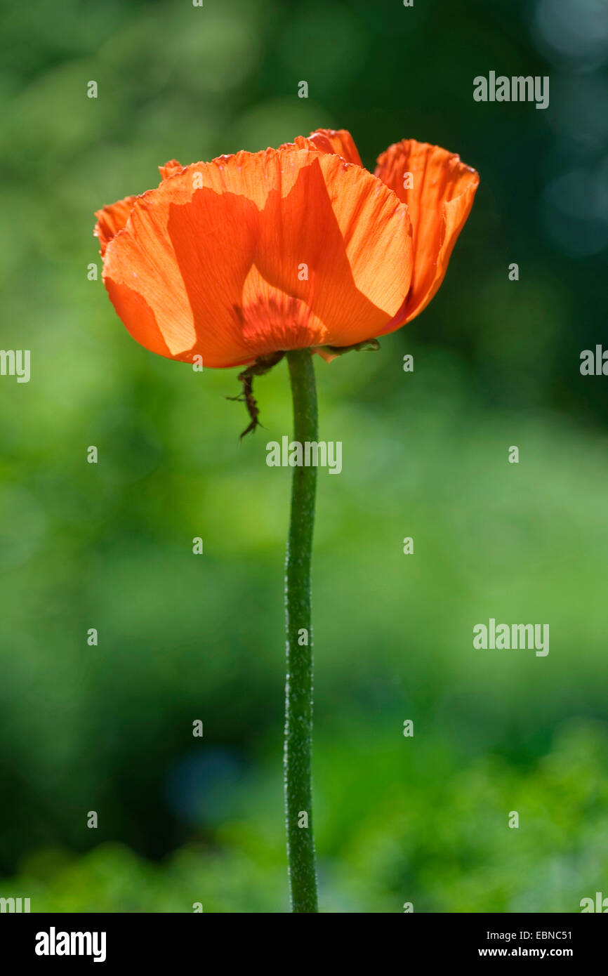 Iraniane di papavero (Papaver bracteatum), fiore in controluce Foto Stock