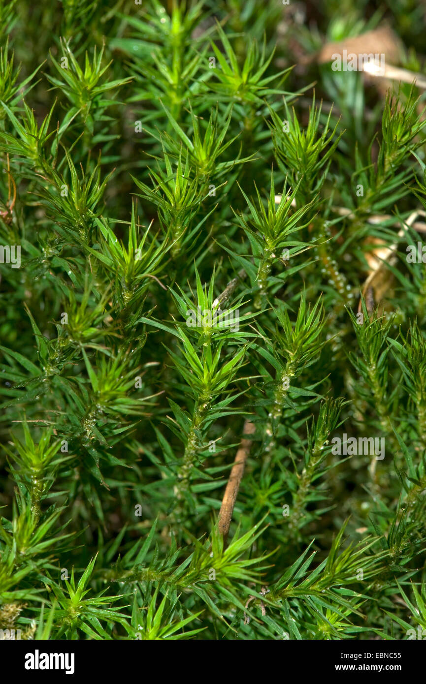 Star Moss, Haircap Moss, capelli Moss (Polytrichum formosum, Polytrichum attenuatum), Germania Foto Stock