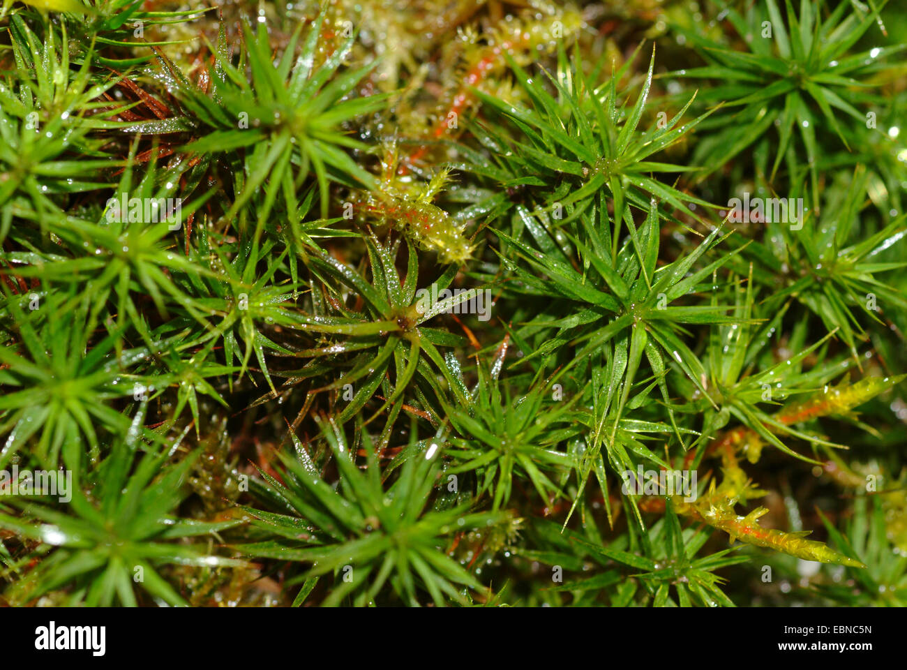Star Moss, Haircap Moss, capelli Moss (Polytrichum formosum, Polytrichum attenuatum), twiglet, Germania Foto Stock