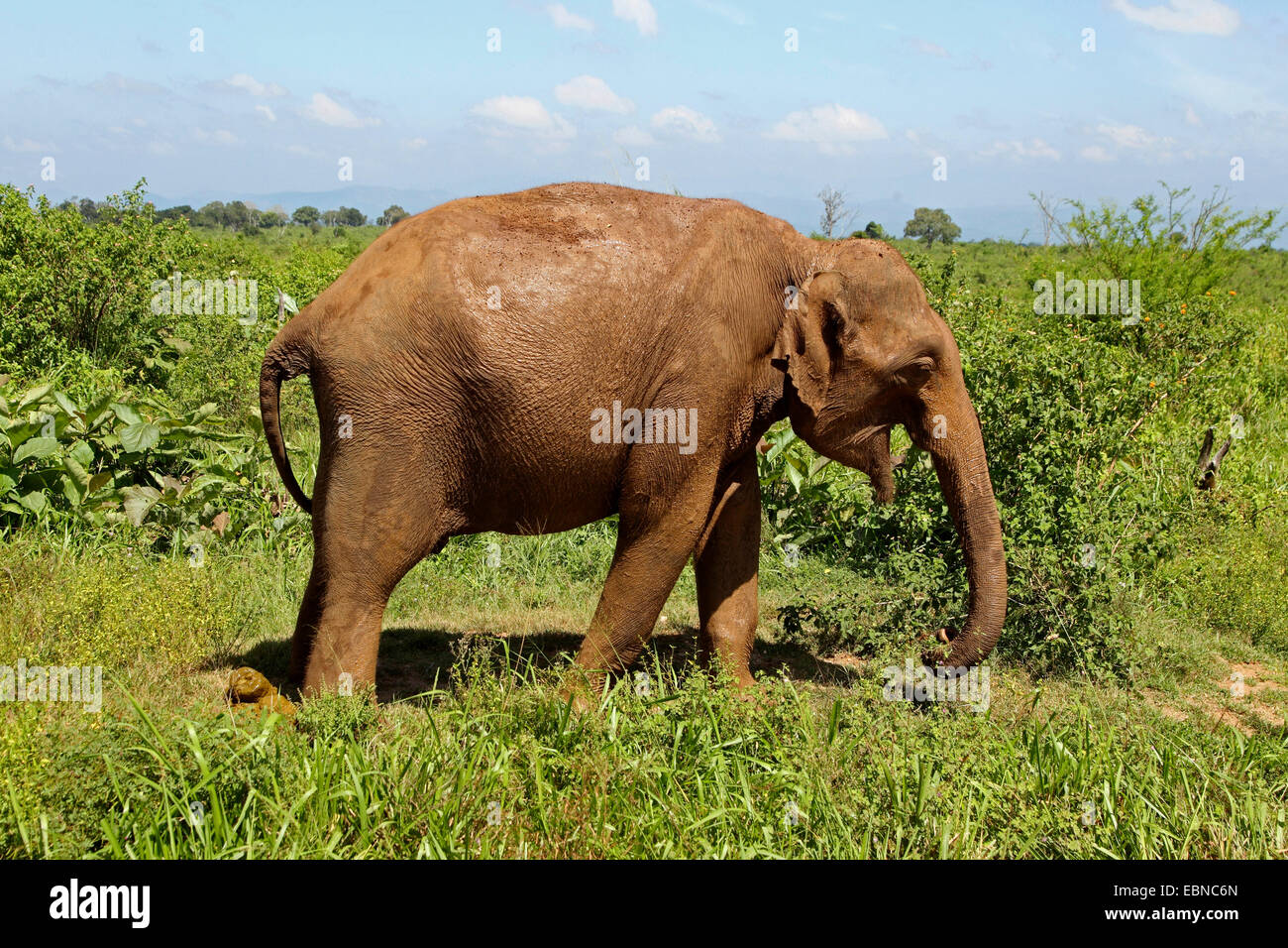 Sri Lanka Elefanti Elefante Asiatico, elefante Asiatico (Elephas maximus, Elephas maximus maximus), alimentazione, Sri Lanka, Udawalawe parco nazionale Foto Stock
