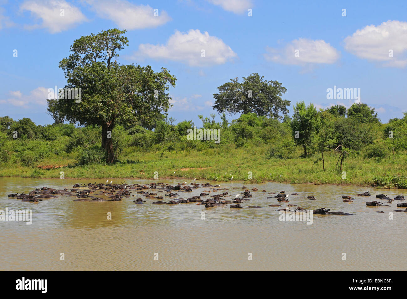Asian bufalo d'acqua, wild water buffalo, carabao (Bubalus bubalis, Bubalus arnee), balneazione mandria, Sri Lanka, Udawalawe parco nazionale Foto Stock