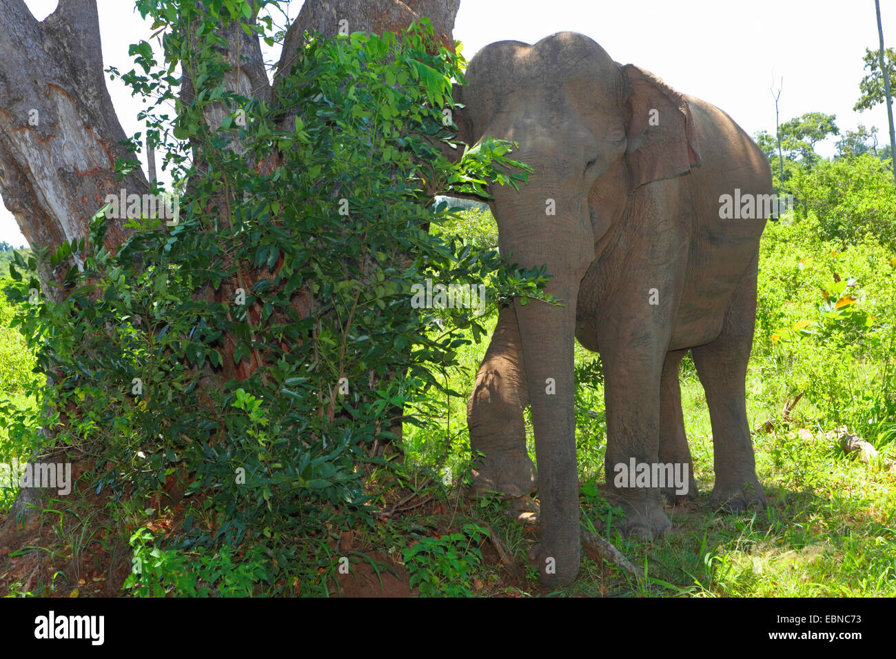 Sri Lanka Elefanti Elefante Asiatico, elefante Asiatico (Elephas maximus, Elephas maximus maximus), graffiatura in corrispondenza di un tronco di albero, Sri Lanka, Udawalawe parco nazionale Foto Stock