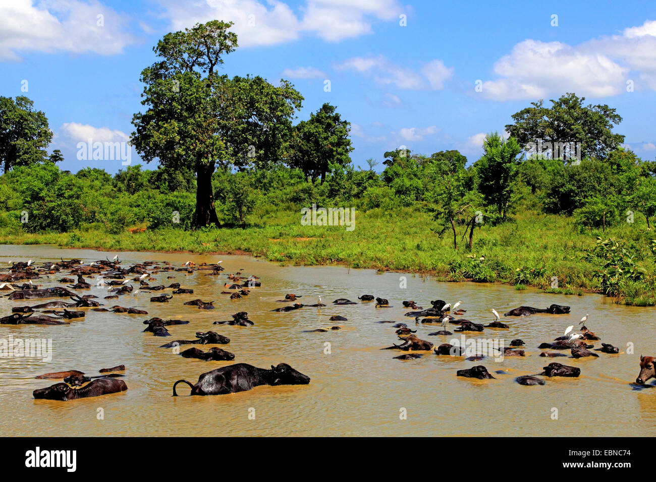 Asian bufalo d'acqua, wild water buffalo, carabao (Bubalus bubalis, Bubalus arnee), con grande garzette, Casmerodius Albus, Sri Lanka, Udawalawe parco nazionale Foto Stock