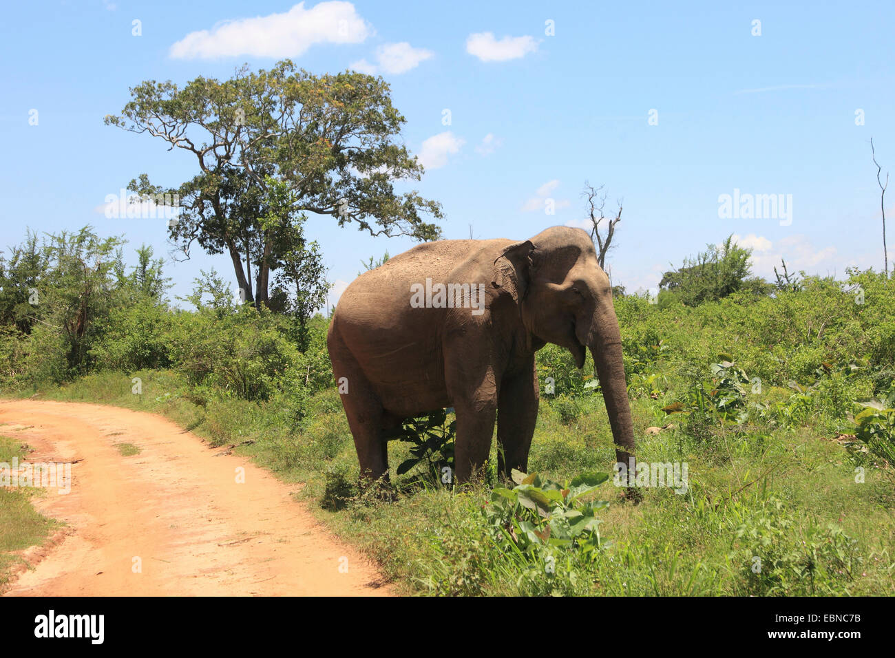 Sri Lanka Elefanti Elefante Asiatico, elefante Asiatico (Elephas maximus, Elephas maximus maximus), a piedi sul ciglio della strada e la alimentazione di erba, Sri Lanka, Udawalawe parco nazionale Foto Stock