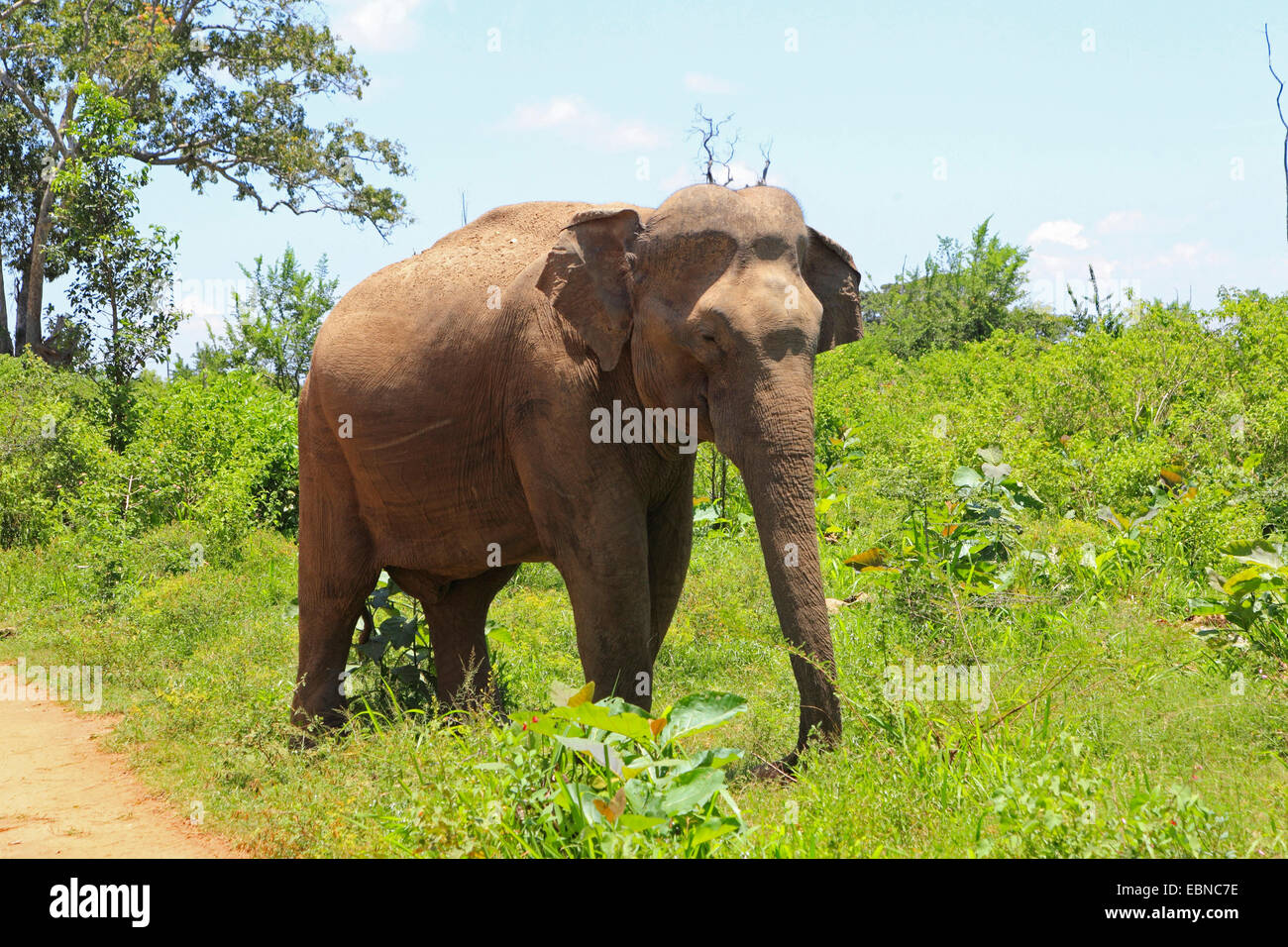 Sri Lanka Elefanti Elefante Asiatico, elefante Asiatico (Elephas maximus, Elephas maximus maximus), a piedi sul ciglio della strada e la alimentazione di erba, Sri Lanka, Udawalawe parco nazionale Foto Stock