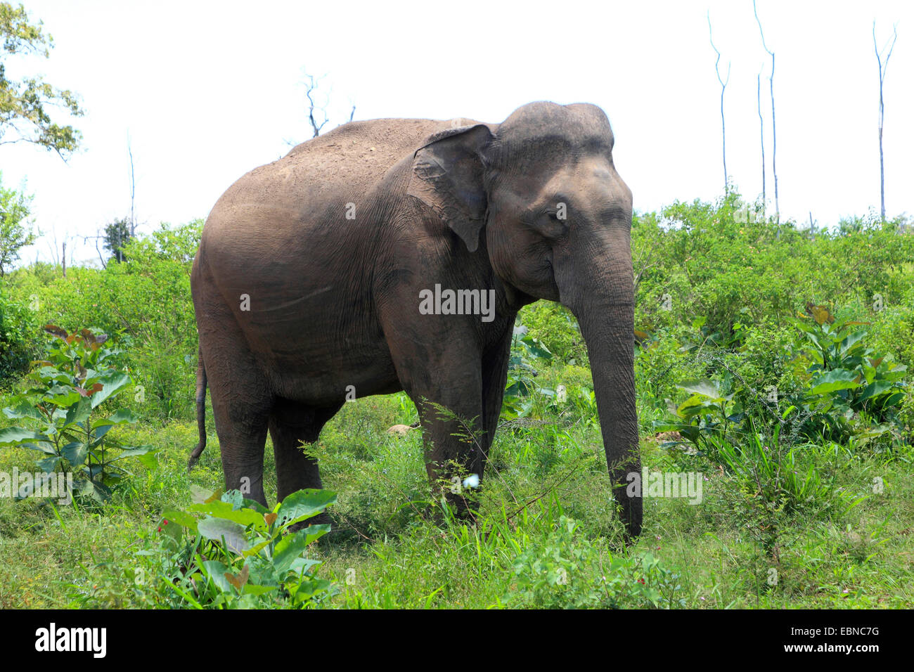 Sri Lanka Elefanti Elefante Asiatico, elefante Asiatico (Elephas maximus, Elephas maximus maximus), in piedi sul prato di fronte di boccole, Sri Lanka, Udawalawe parco nazionale Foto Stock