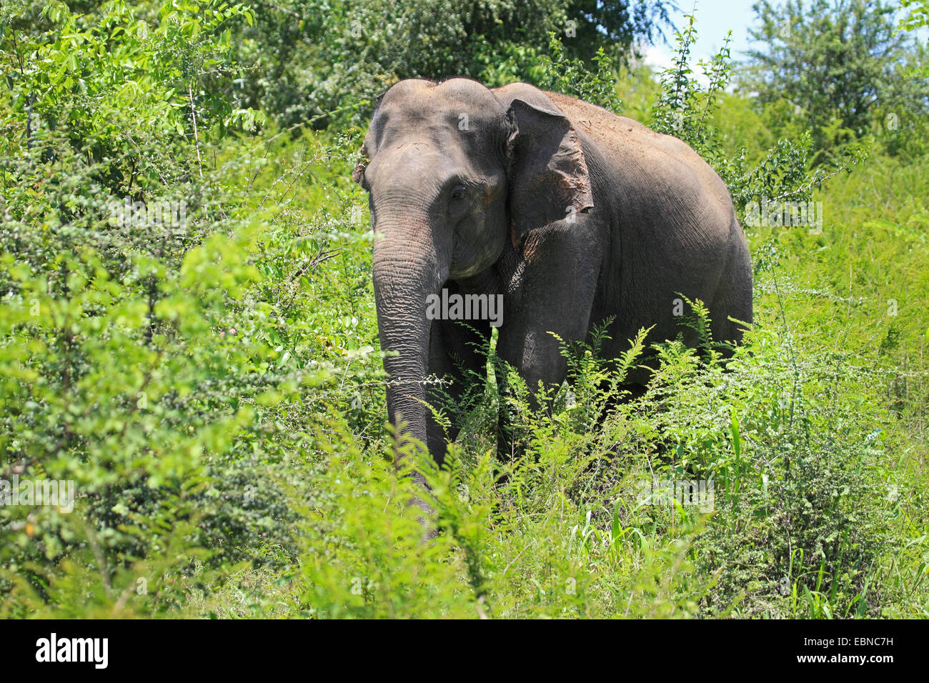 Sri Lanka Elefanti Elefante Asiatico, elefante Asiatico (Elephas maximus, Elephas maximus maximus), eretta in boccole, Sri Lanka, Udawalawe parco nazionale Foto Stock