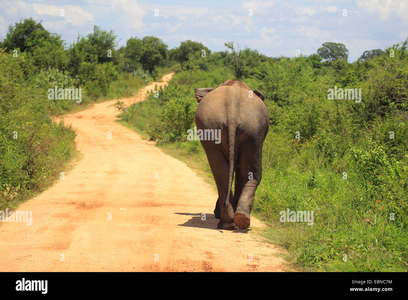 Sri Lanka Elefanti Elefante Asiatico, elefante Asiatico (Elephas maximus, Elephas maximus maximus), camminando su un percorso, Sri Lanka, Udawalawe parco nazionale Foto Stock