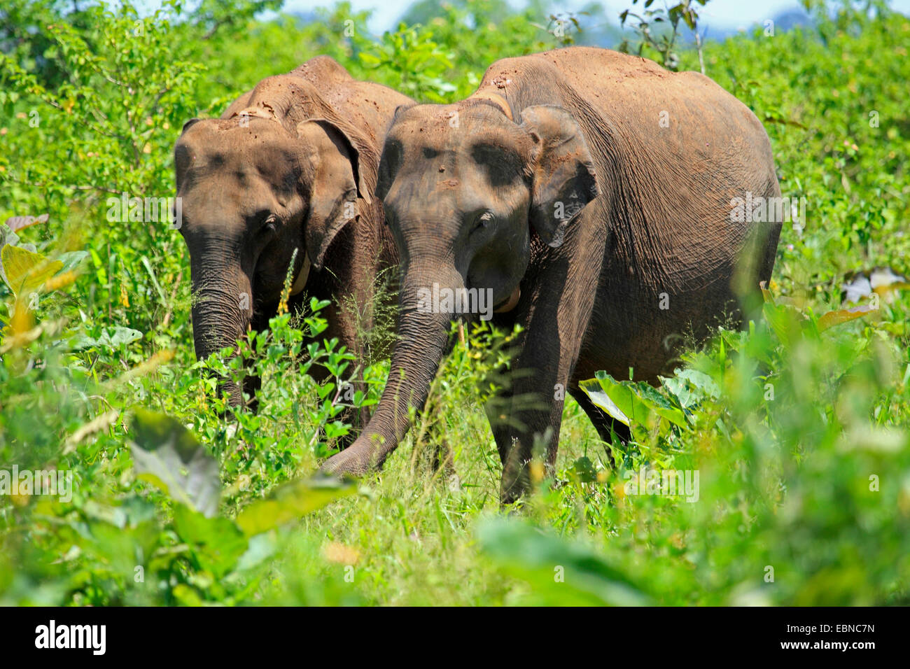 Sri Lanka Elefanti Elefante Asiatico, elefante Asiatico (Elephas maximus, Elephas maximus maximus), due elefanti in piedi di cespugli e di alimentazione, Sri Lanka, Udawalawe parco nazionale Foto Stock