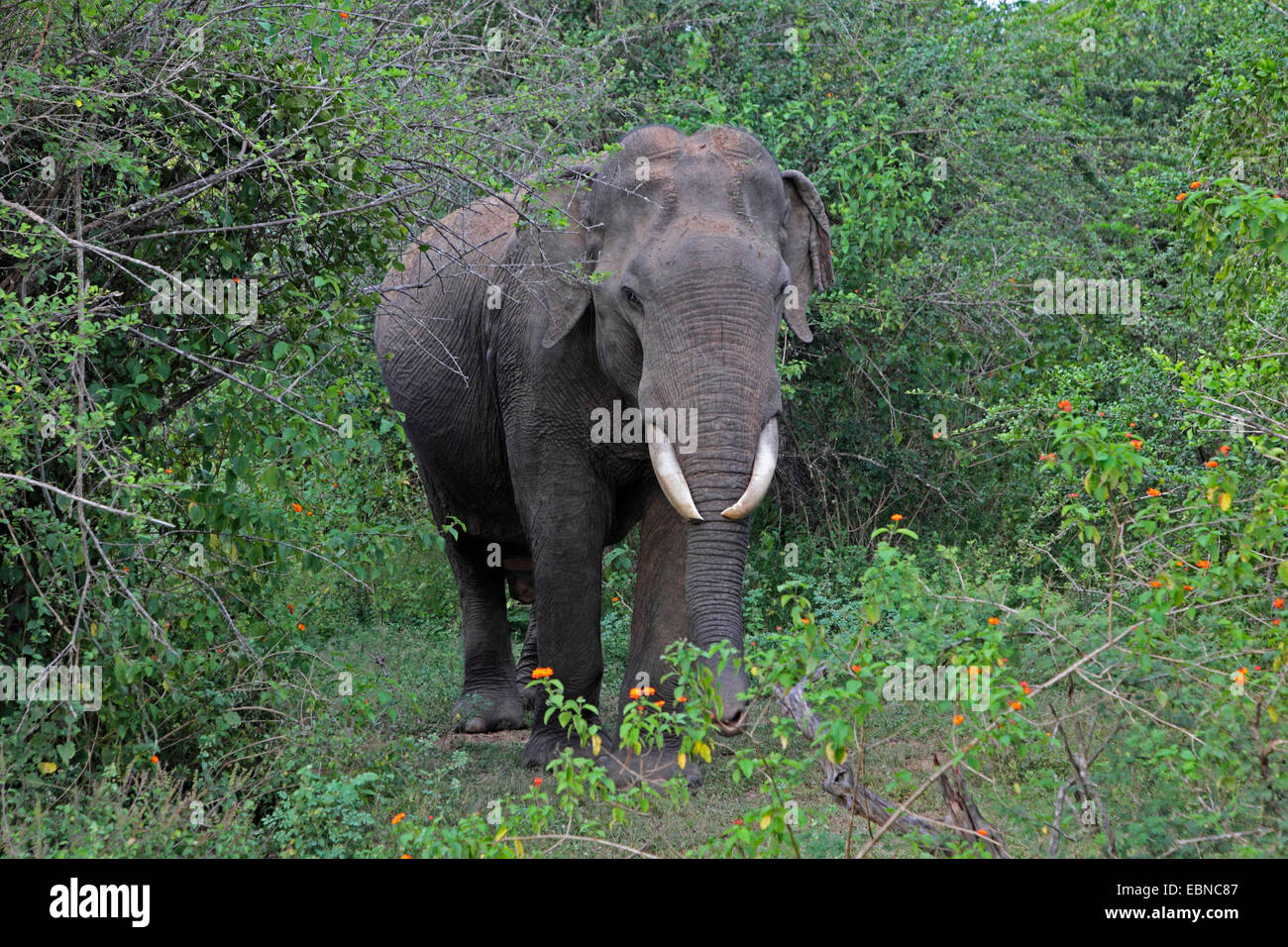 Sri Lanka Elefanti Elefante Asiatico, elefante Asiatico (Elephas maximus, Elephas maximus maximus), eretta nell'arbusteto, Sri Lanka, Udawalawe parco nazionale Foto Stock