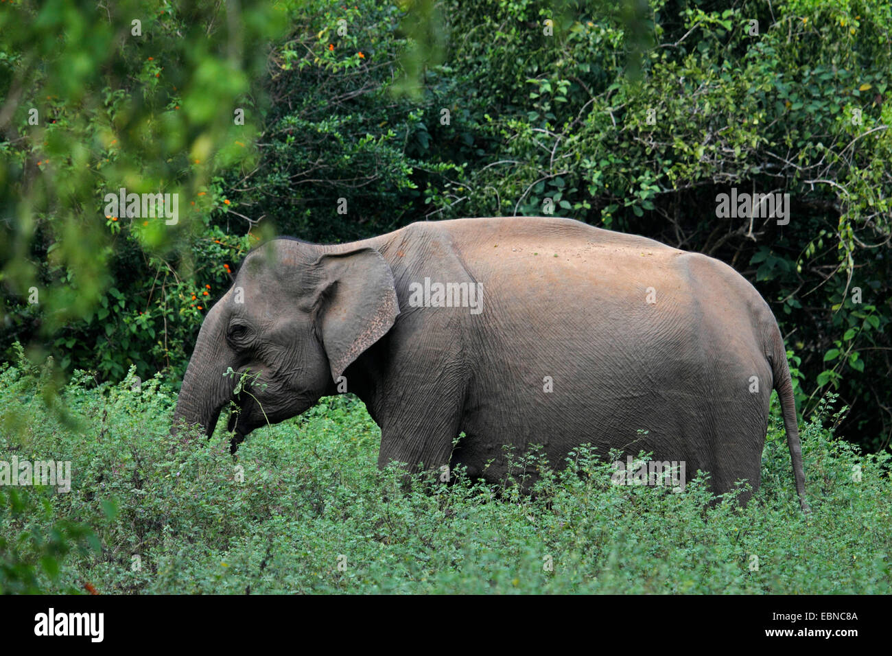 Sri Lanka Elefanti Elefante Asiatico, elefante Asiatico (Elephas maximus, Elephas maximus maximus), in piedi sul prato di fronte di cespugli e di alimentazione, Sri Lanka, Udawalawe parco nazionale Foto Stock