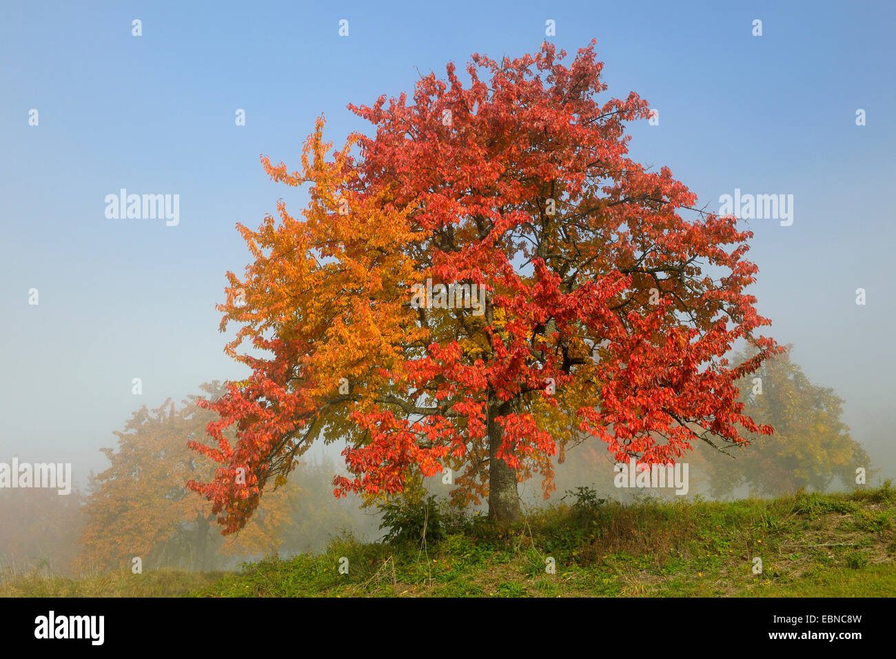 Ciliegio in autunno con nebbia presso la riserva della biosfera Schwaebische Alb, Germania Baden-Wuerttemberg Foto Stock